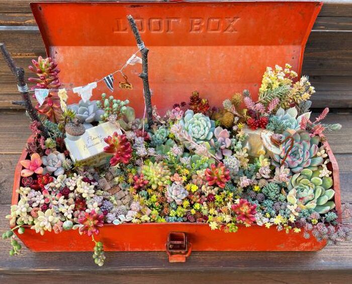 人気がとまらない 多肉植物の寄せ植えと飾り方実例3つ 暮らしニスタ 人気がとまらない 多肉植物の寄せ植えと飾り方実例3つ 暮らしニスタ
