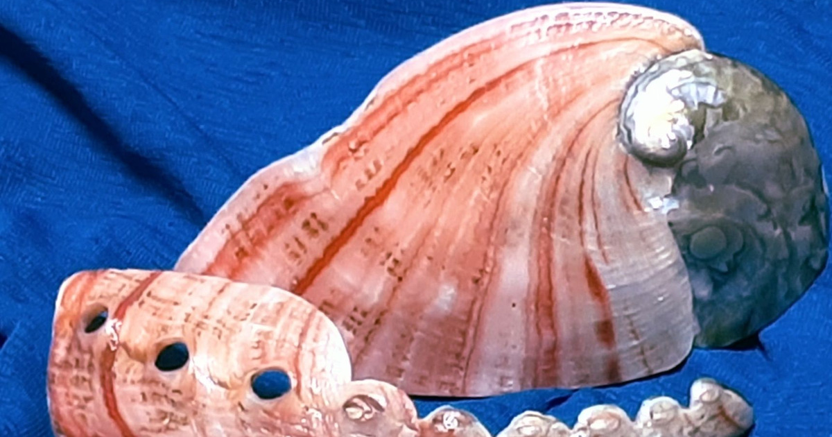 綺麗 アワビの貝殻 暮らしニスタ