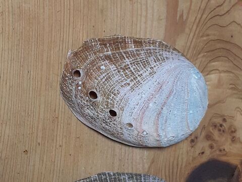 綺麗 アワビの貝殻 暮らしニスタ 綺麗 アワビの貝殻 暮らしニスタ