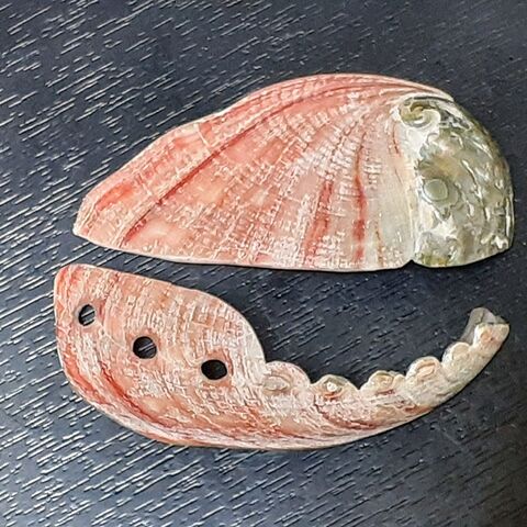 綺麗 アワビの貝殻 暮らしニスタ 綺麗 アワビの貝殻 暮らしニスタ