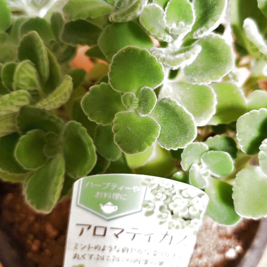 ミントの香りの多肉植物 アロマティカスでg回避 暮らしニスタ ミントの香りの多肉植物 アロマティカスでg回避 暮らしニスタ