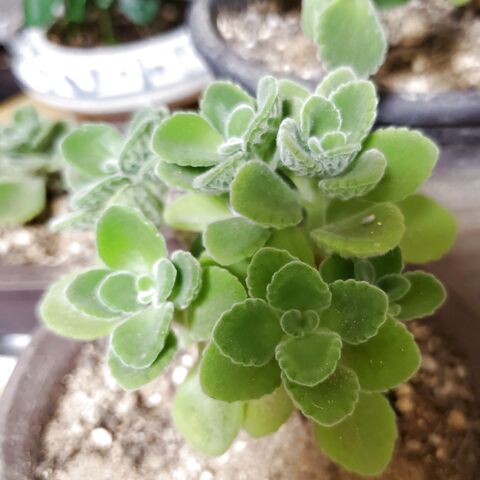 ミントの香りの多肉植物 アロマティカスでg回避 暮らしニスタ ミントの香りの多肉植物 アロマティカスでg回避 暮らしニスタ