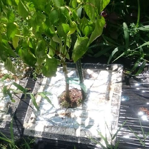 家庭菜園 無農薬で育てる為にしていること No虫 暮らしニスタ 家庭菜園 無農薬で育てる為にしていること No虫 暮らしニスタ