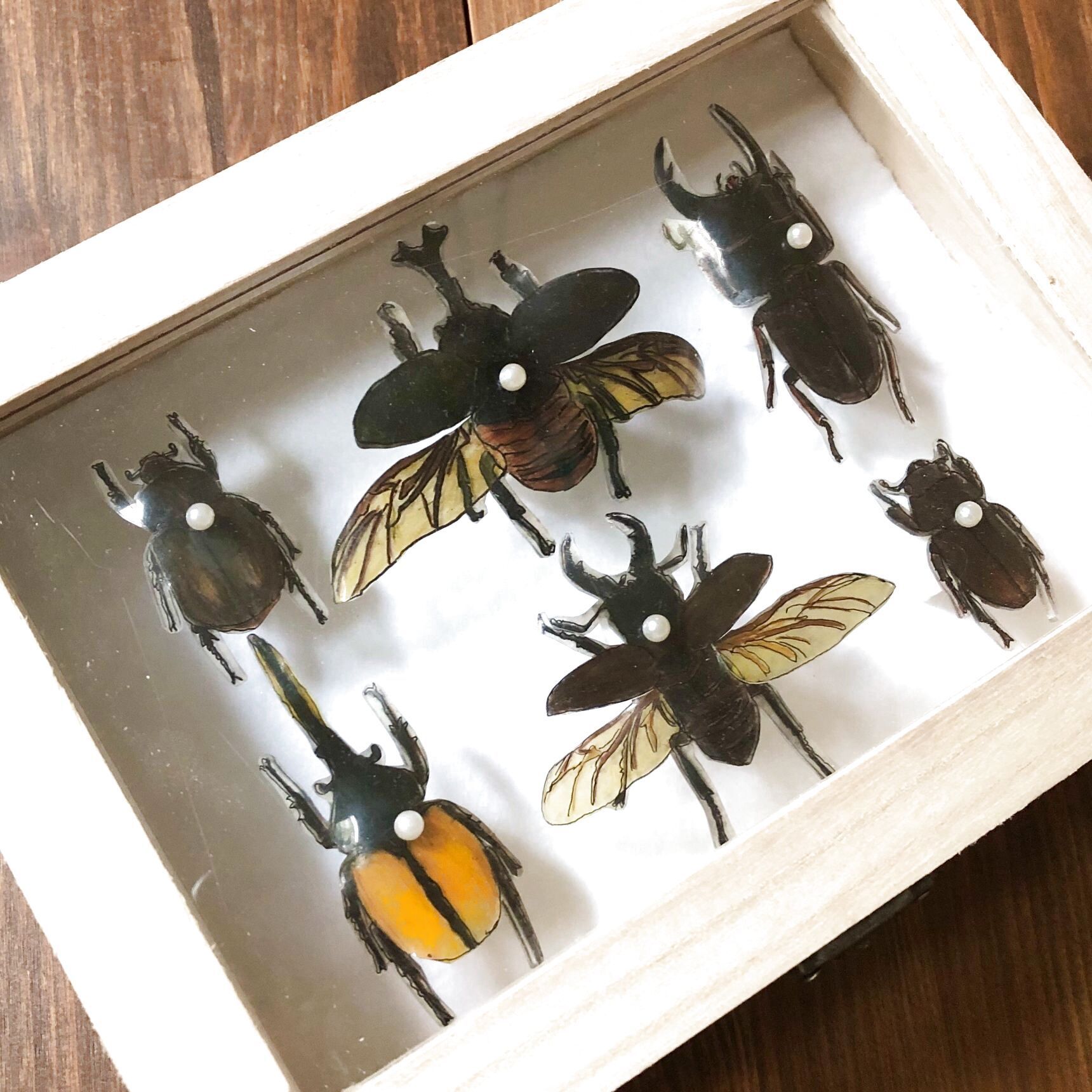 小４男子 自由研究でmichiカエルさんのプラ板昆虫標本に挑戦 甲虫編 暮らしニスタ