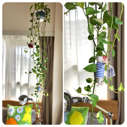 観葉植物のお楽しみ ナウシカ 無印フレグランス ブロッコリーさんのそこそこ日記 観葉植物のお楽しみ ナウシカ 無印フレグランス ブロッコリーさんのそこそこ日記