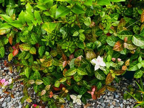 初雪カズラで素敵な花束 9月が誕生日です 暮らしニスタ 初雪カズラで素敵な花束 9月が誕生日です 暮らしニスタ