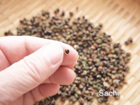 自家製粉山椒 暮らしニスタ 自家製粉山椒 暮らしニスタ