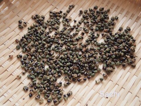 自家製粉山椒 暮らしニスタ 自家製粉山椒 暮らしニスタ