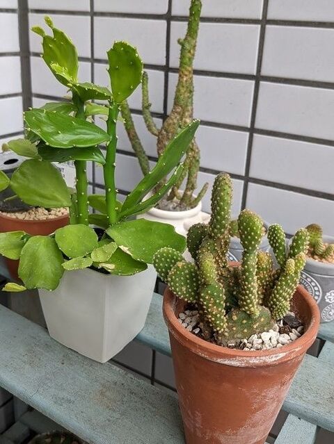 手に刺さった 細かぁ いサボテンのトゲを一気にとる方法 暮らしニスタ 手に刺さった 細かぁ いサボテンのトゲを一気にとる方法 暮らしニスタ