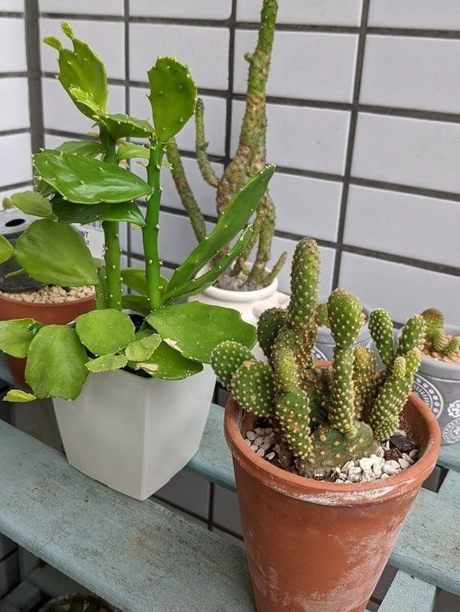 手に刺さった 細かぁ いサボテンのトゲを一気にとる方法 暮らしニスタ 手に刺さった 細かぁ いサボテンのトゲを一気にとる方法 暮らしニスタ