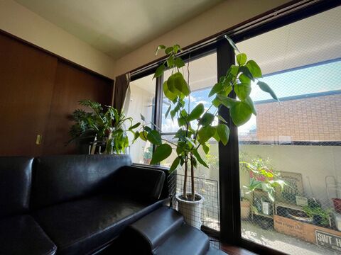 緑いっぱい 癒しの空間 緑あふえるボタニカルインテリアな部屋づくり 暮らしニスタ 緑いっぱい 癒しの空間 緑あふえるボタニカルインテリアな部屋づくり 暮らしニスタ