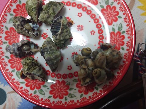 今日のご馳走 須磨海岸 戦利品 いぼにし 暮らしニスタ 今日のご馳走 須磨海岸 戦利品 いぼにし 暮らしニスタ