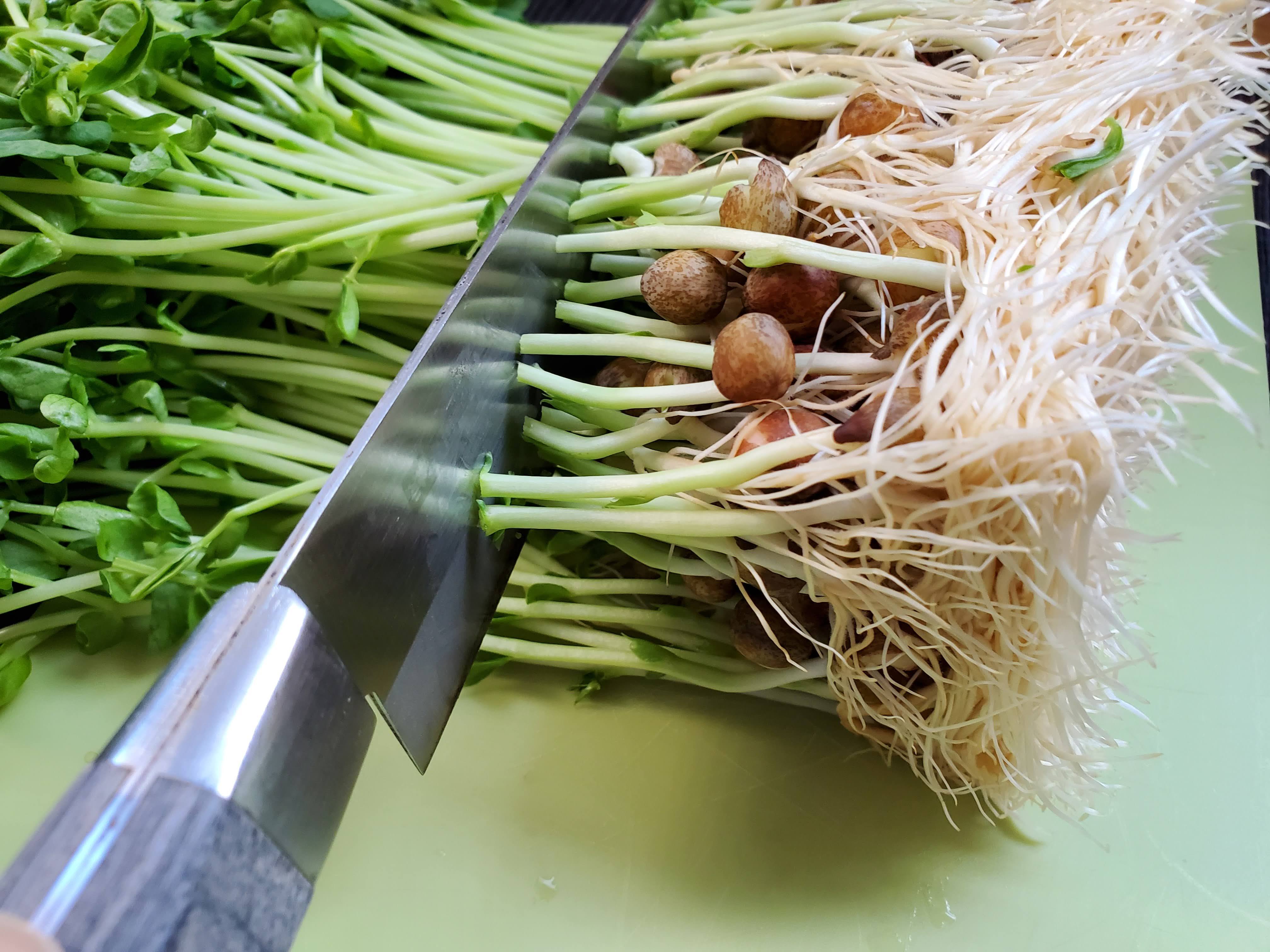 食べ終わった野菜のタネ 捨てるなんてもったいない おいしい食べ方や再利用方法まとめ 暮らしニスタ