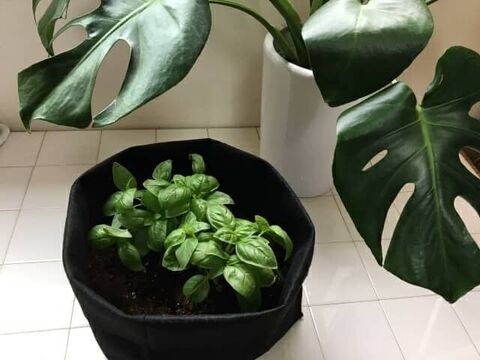 100均のフェルト生地でプランターをdiy 冬の鉢植えをおしゃれに 暮らしニスタ 100均のフェルト生地でプランターをdiy 冬の鉢植えをおしゃれに 暮らしニスタ