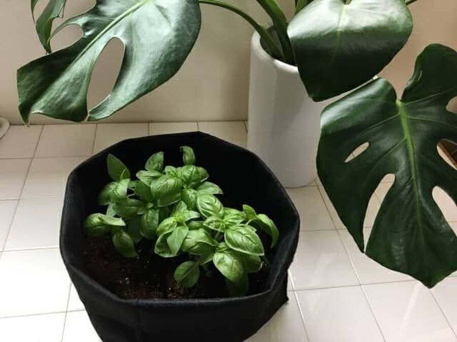 100均のフェルト生地でプランターをdiy 冬の鉢植えをおしゃれに 暮らしニスタ 100均のフェルト生地でプランターをdiy 冬の鉢植えをおしゃれに 暮らしニスタ