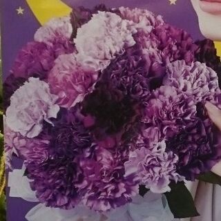世界で唯一の青紫色のカーネーション 花言葉は 暮らしニスタ 世界で唯一の青紫色のカーネーション 花言葉は 暮らしニスタ