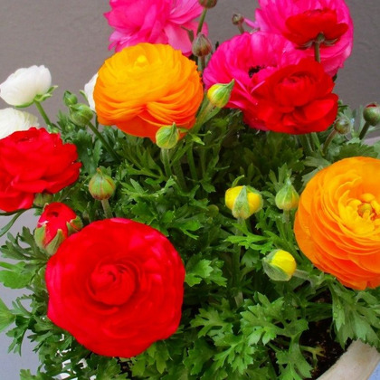 金運アップな花って 西に飾ると良いお花は 愛らしい花姿 ラナンキュラス 花言葉は ハッピーのバニラスカイ キッチン 金運アップな花って 西に飾ると良いお花は 愛らしい花姿 ラナンキュラス 花言葉は ハッピーのバニラスカイ キッチン