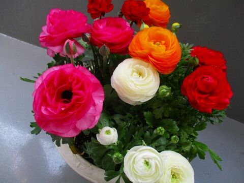 金運アップな花って 西に飾ると良いお花は 愛らしい花姿 ラナンキュラス 花言葉は 暮らしニスタ 金運アップな花って 西に飾ると良いお花は 愛らしい花姿 ラナンキュラス 花言葉は 暮らしニスタ