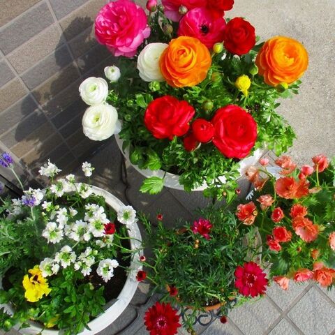 金運アップな花って 西に飾ると良いお花は 愛らしい花姿 ラナンキュラス 花言葉は 暮らしニスタ 金運アップな花って 西に飾ると良いお花は 愛らしい花姿 ラナンキュラス 花言葉は 暮らしニスタ