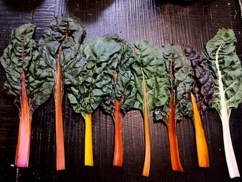 カラフルほうれん草 スイスチャード コハダ寿司 コハダ酢じめ 暮らしニスタ カラフルほうれん草 スイスチャード コハダ寿司 コハダ酢じめ 暮らしニスタ
