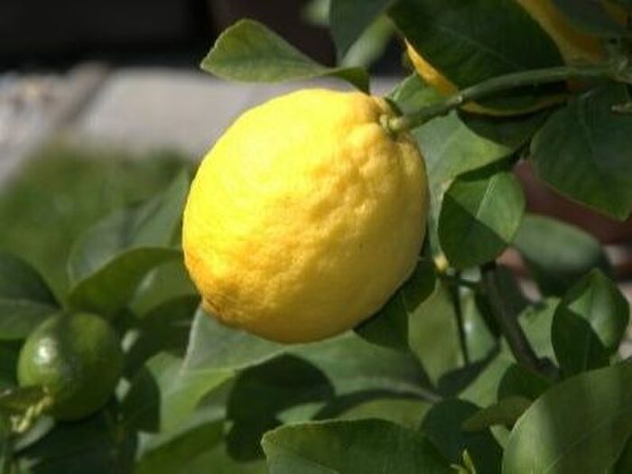 レモンを鉢植えで育てるメリット