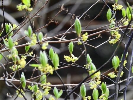 日陰で育つ樹木