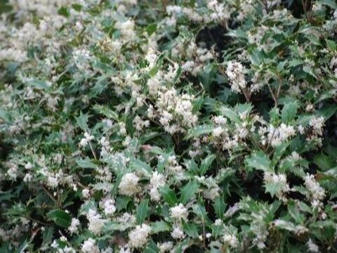 冬の魔除けに大活躍の ヒイラギ 暮らしニスタ 冬の魔除けに大活躍の ヒイラギ 暮らしニスタ