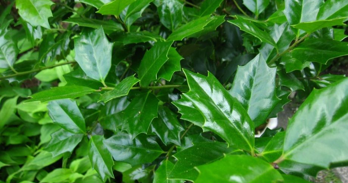 冬の魔除けに大活躍の ヒイラギ 暮らしニスタ