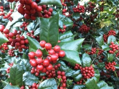 冬の魔除けに大活躍の ヒイラギ 暮らしニスタ 冬の魔除けに大活躍の ヒイラギ 暮らしニスタ