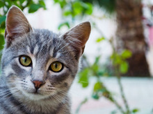 【涙あふれる猫実話】ようやく通じ合えた路地裏子猫「さくら」との早すぎる別れ