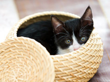 【涙あふれる猫実話】「僕ももう一度、がんばってみようかな」暗いトンネルから息子を救い出した子猫