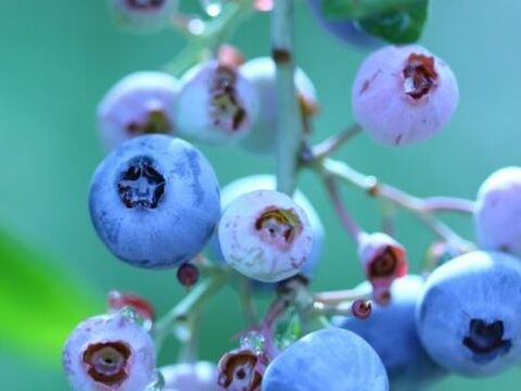 眺めて食べて二度おいしい実のなる木 ブルーベリー 暮らしニスタ 眺めて食べて二度おいしい実のなる木 ブルーベリー 暮らしニスタ
