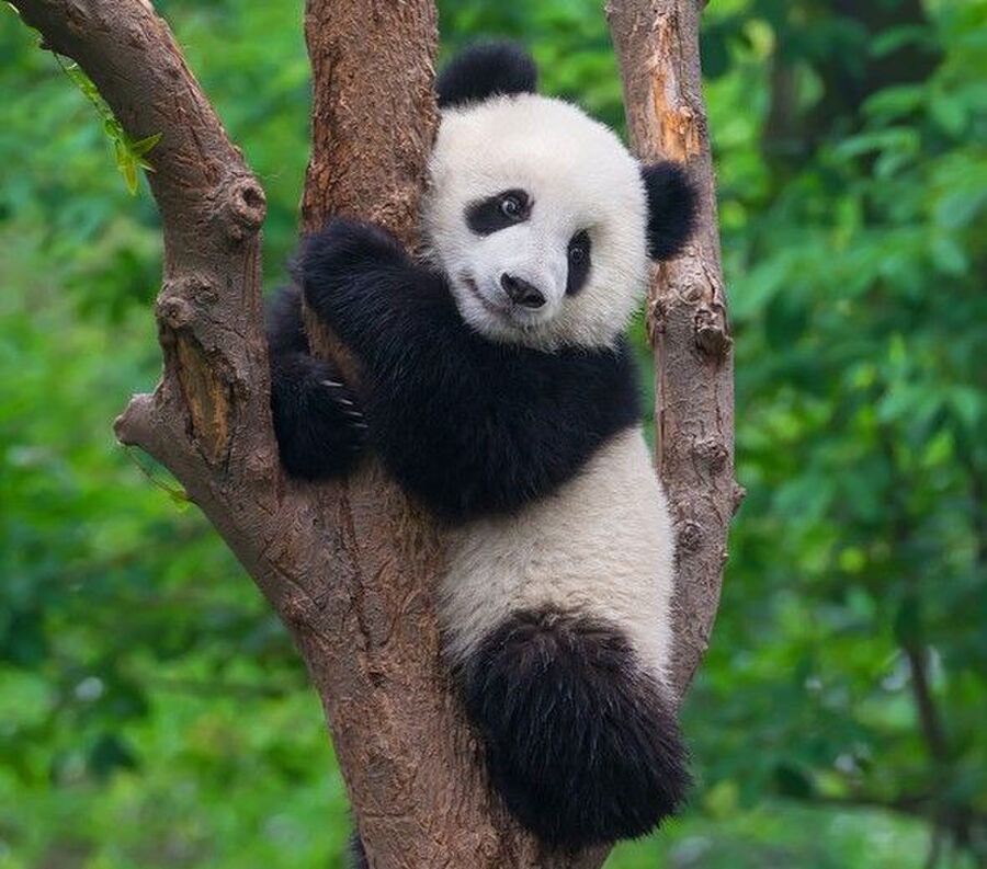 パンダのアレに癒される人が急増中 悶絶級にかわいいベストショットを公開 暮らしニスタ パンダのアレに癒される人が急増中 悶絶級にかわいいベストショットを公開 暮らしニスタ