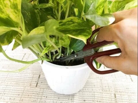 100均グッズで作るおしゃれなポトスタワー 暮らしニスタ 100均グッズで作るおしゃれなポトスタワー 暮らしニスタ