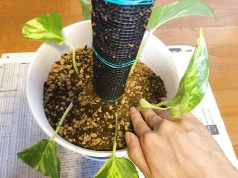 100均グッズで作るおしゃれなポトスタワー 暮らしニスタ 100均グッズで作るおしゃれなポトスタワー 暮らしニスタ