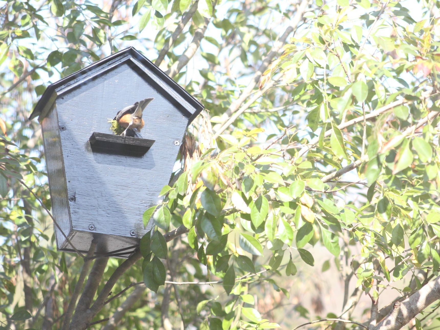 庭にエサ台と巣箱を設置して、野鳥観察をしよう！