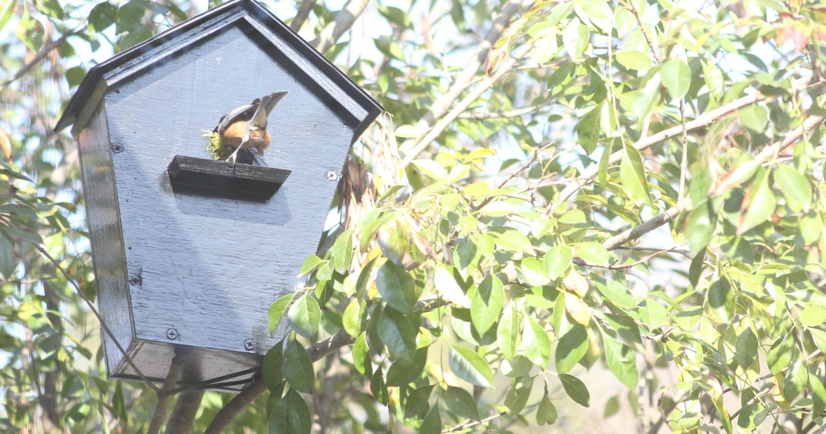 庭にエサ台と巣箱を設置して 野鳥観察をしよう 暮らしニスタ