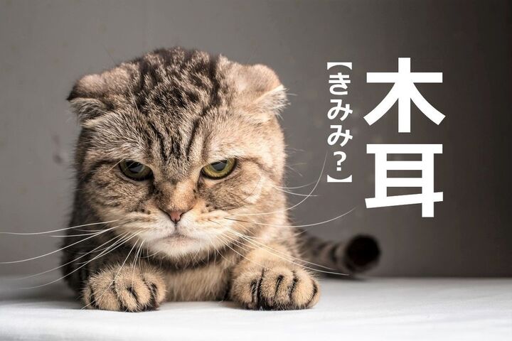 【木耳】を「きみみ」と読むと笑われます!【読めないと恥ずかしい漢字クイズ】
