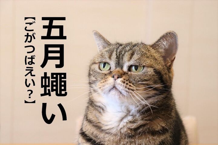 【五月蠅い】を「ごがつばえい」と読むと笑われます!【読めないと恥ずかしい漢字クイズ】