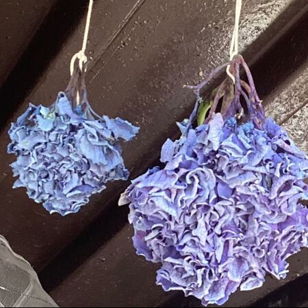 紫陽花のお花をドライフラワーに…今日で３日目