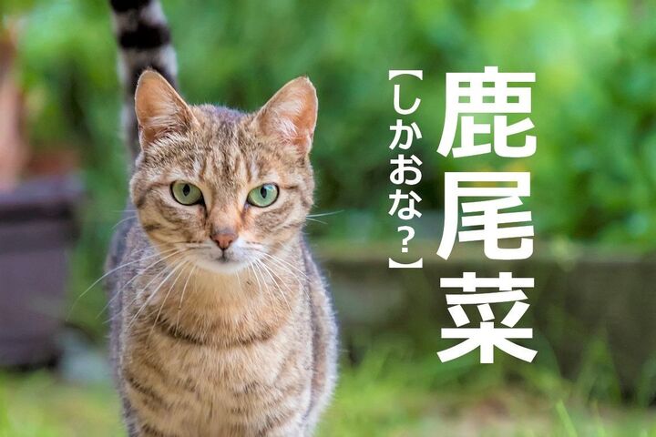 【鹿尾菜】を「しかおな」と読むと笑われます!【読めないと恥ずかしい漢字クイズ】