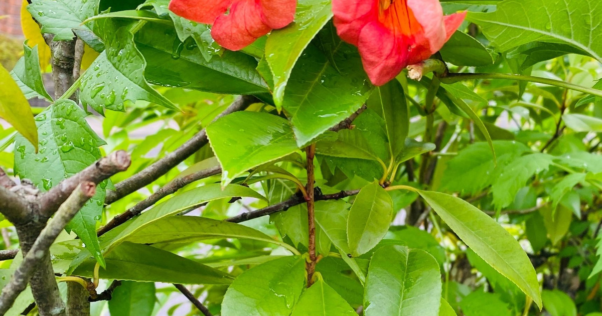 友禅かずらでリース飾り 暮らしニスタ