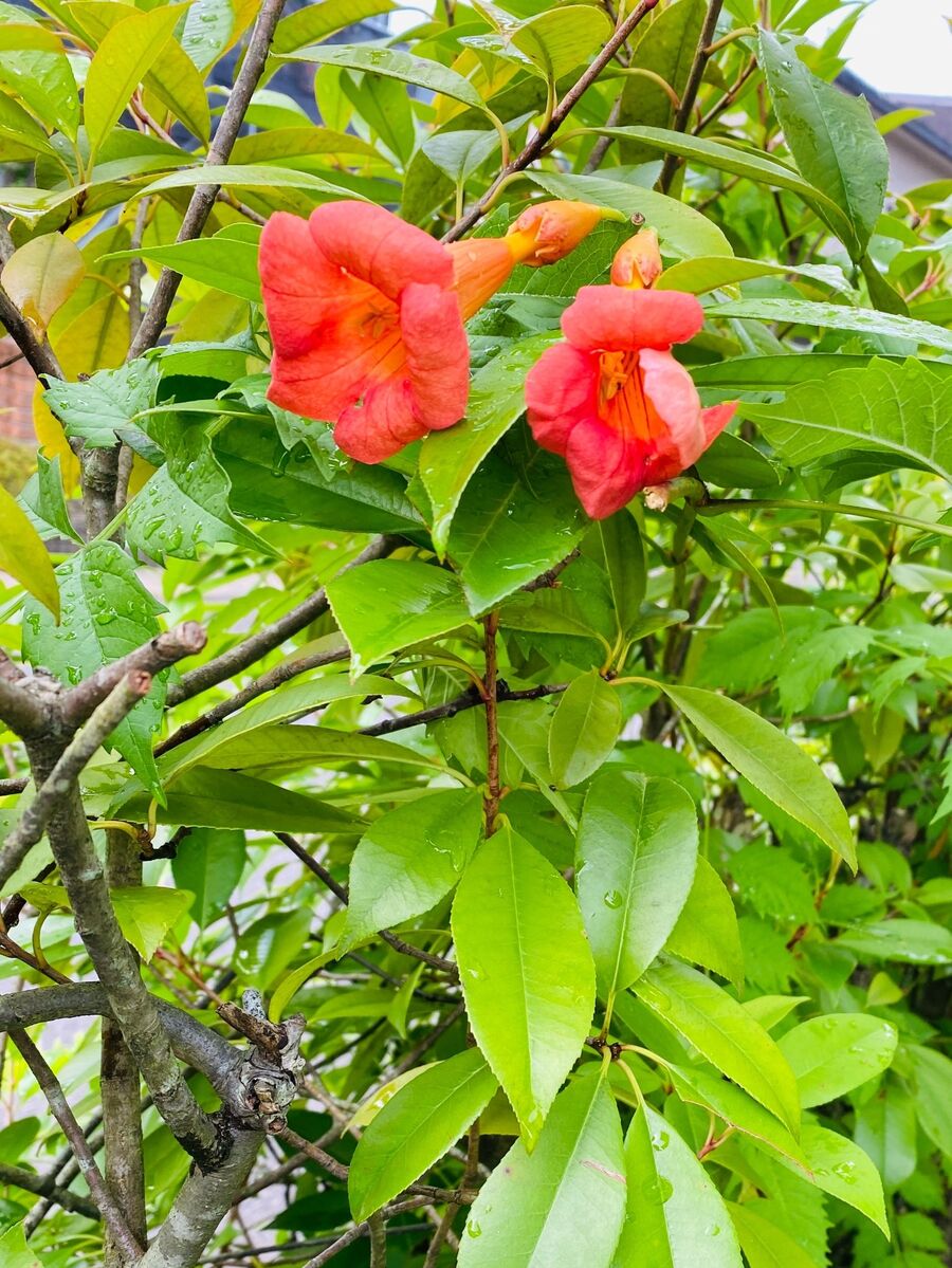 友禅かずらでリース飾り 暮らしニスタ 友禅かずらでリース飾り 暮らしニスタ