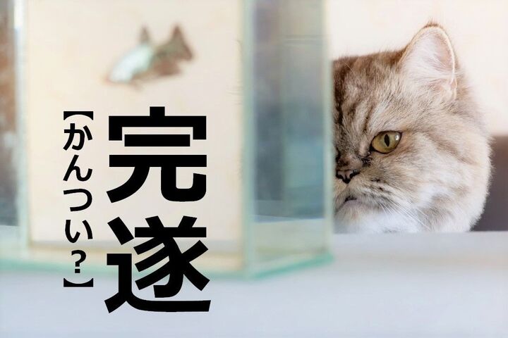 【完遂】を「かんつい」と読むと笑われます!!【読めないと赤っ恥漢字クイズ】