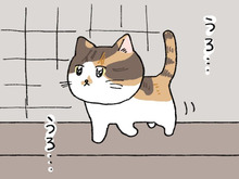 うろうろ…のワケ【てらねこミー子の日常】