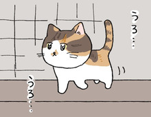 うろうろ…のワケ【てらねこミー子の日常】