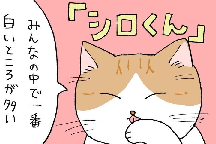みんなそれぞれ【てらねこミー子の日常】