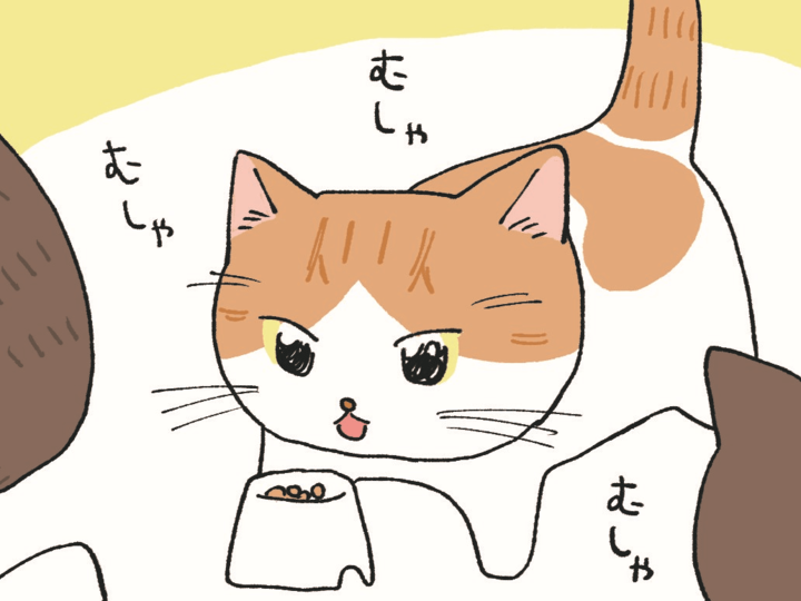 ごはん、おいしい…♡ん?【てらねこミー子の日常】