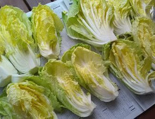 干し野菜に挑戦！白菜を「天日干し」してみたら意外な結果に驚きでした！！