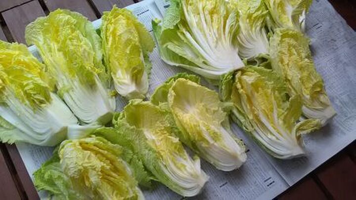 干し野菜に挑戦!白菜を「天日干し」してみたら意外な結果に驚きでした!!